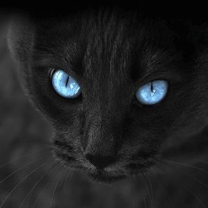 Meet your Posher, Paul